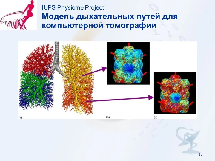 IUPS Physiome Project Модель дыхательных путей для компьютерной томографии