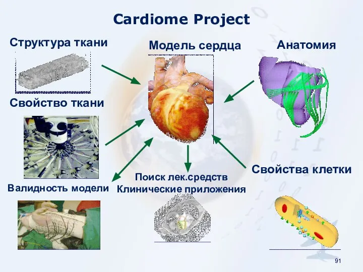 Cardiome Project Структура ткани Свойство ткани Валидность модели Поиск лек.средств Клинические