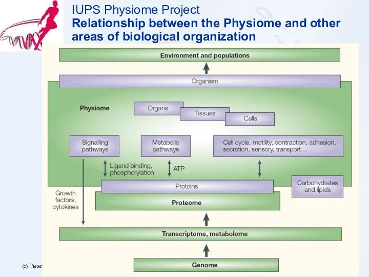 (с) Рыжов А.А. 2006.10.12 IUPS Physiome Project Relationship between the Physiome