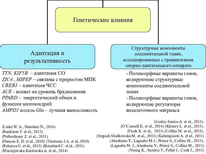 TTN, KIF5B – адаптация СО ZIC4 , MIPEP – связаны с