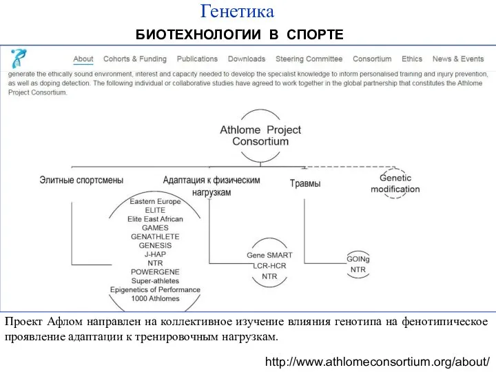 http://www.athlomeconsortium.org/about/ БИОТЕХНОЛОГИИ В СПОРТЕ Проект Афлом направлен на коллективное изучение влияния