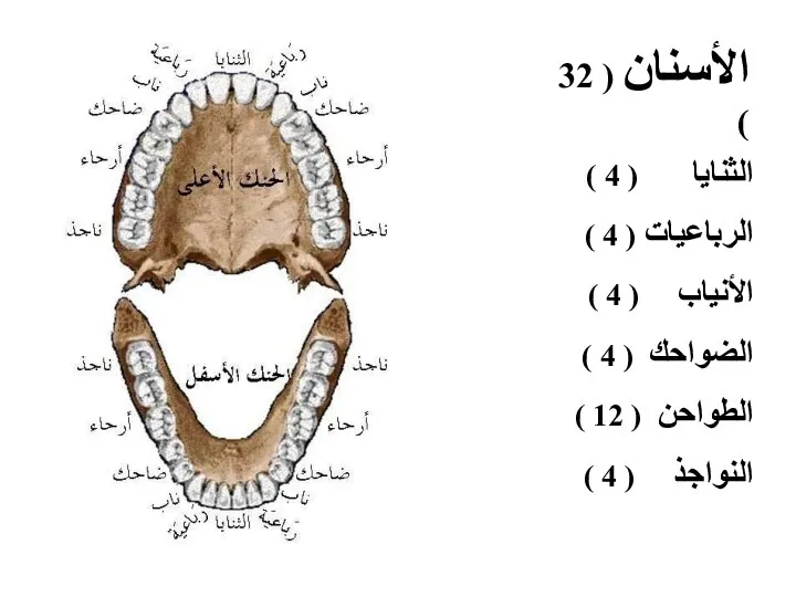 الثنايا ( 4 ) الرباعيات ( 4 ) الأنياب ( 4