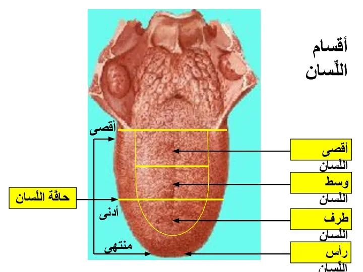 رأس اللِّسان حافَّة اللِّسان أقسام اللِّسان أقصى أدنى منتهى