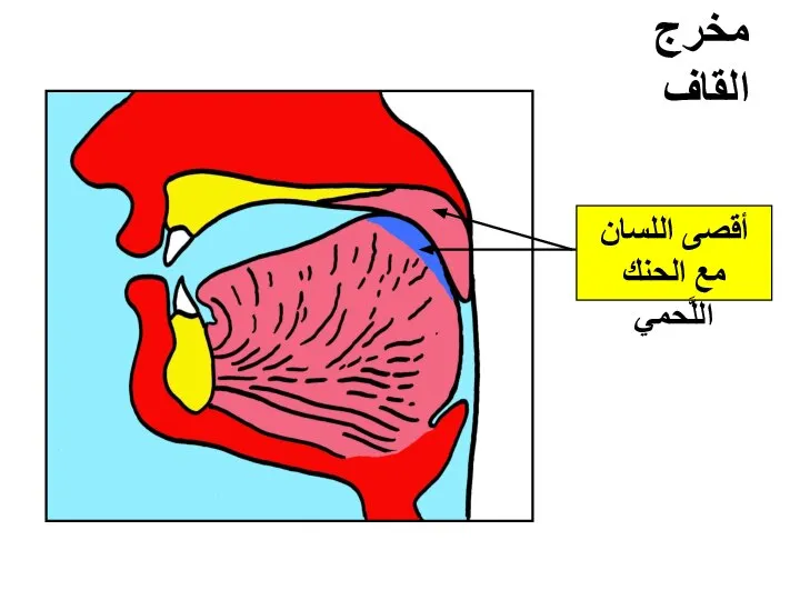 مخرج القاف أقصى اللسان مع الحنك اللَّحمي