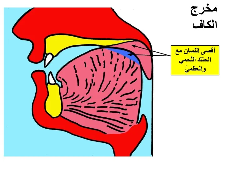 مخرج الكاف أقصى اللسان مع الحنك اللَّحمي والعظميّ