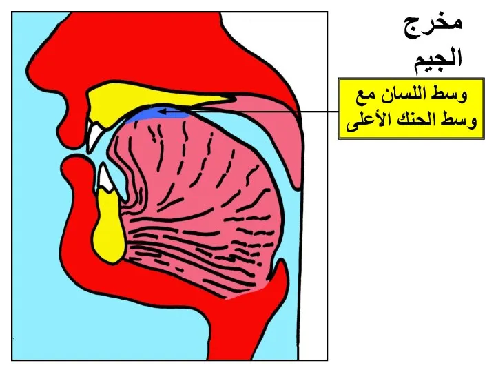 مخرج الجيم وسط اللسان مع وسط الحنك الأعلى