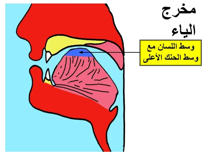 مخرج الياء وسط اللسان مع وسط الحنك الأعلى