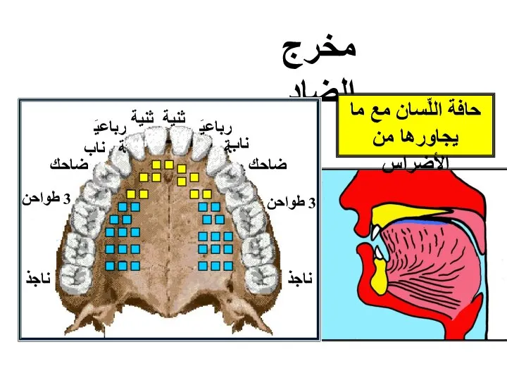 مخرج الضاد 3 طواحن 3 طواحن ثنية ثنية رباعيَة رباعيَة ناب