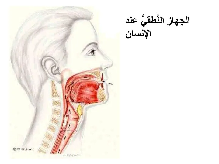 الجهاز النُّطقيُّ عند الإنسان