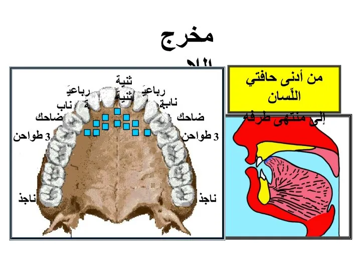 مخرج اللام 3 طواحن 3 طواحن ثنية ثنية رباعيَة ناب ضاحك