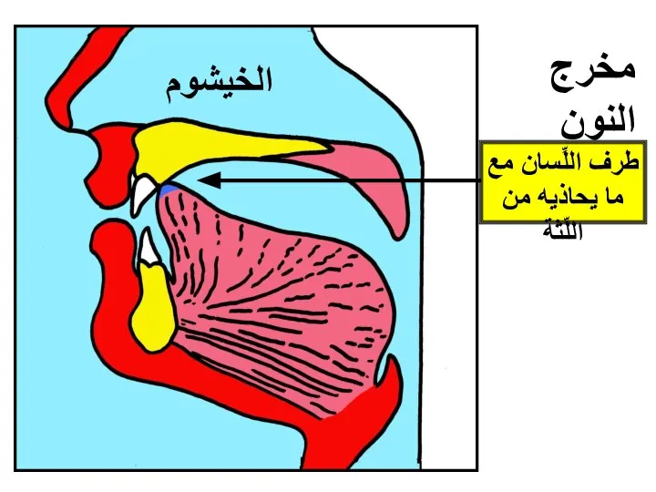 مخرج النون الخيشوم طرف اللِّسان مع ما يحاذيه من اللِّثة