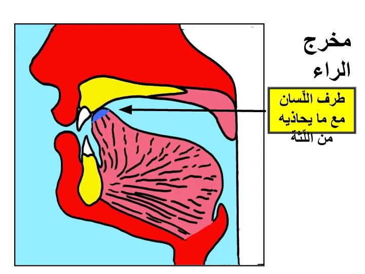 مخرج الراء طرف اللِّسان مع ما يحاذيه من اللِّثة