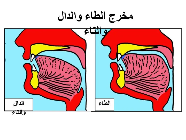 الطاء الدال والتاء مخرج الطاء والدال والتاء طرف اللِّسان مع أصول الثنايا العليا