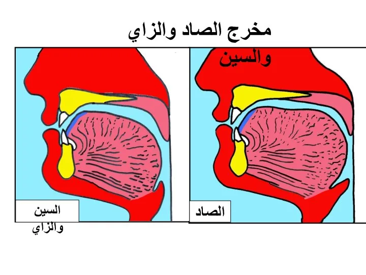 الصاد السين والزاي مخرج الصاد والزاي والسين طرف اللِّسان مع ما فوق الثنايا السُّفلى