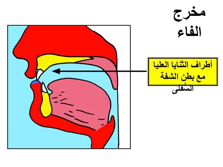 مخرج الفاء أطراف الثنايا العليا مع بطن الشفة السُّفلى