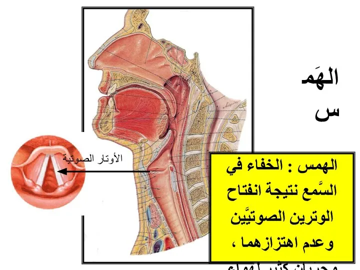 الهمس : الخفاء في السَّمع نتيجة انفتاح الوترين الصوتيَّين وعدم اهتزازهما