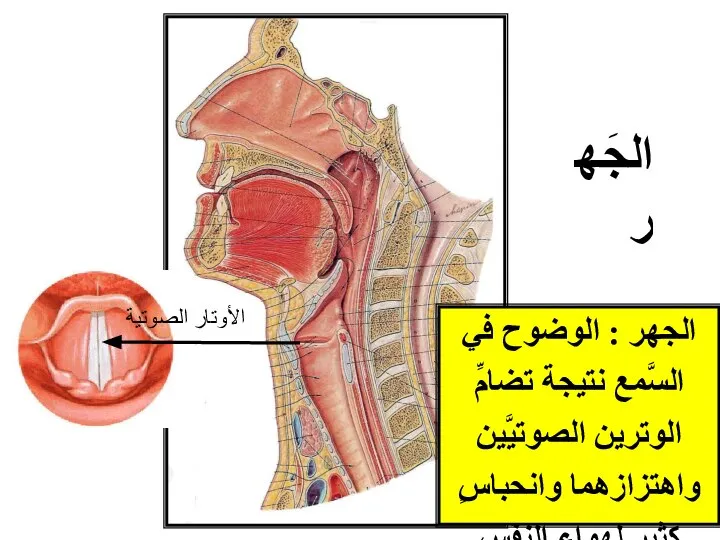 الجهر : الوضوح في السَّمع نتيجة تضامِّ الوترين الصوتيَّين واهتزازهما وانحباسٍ