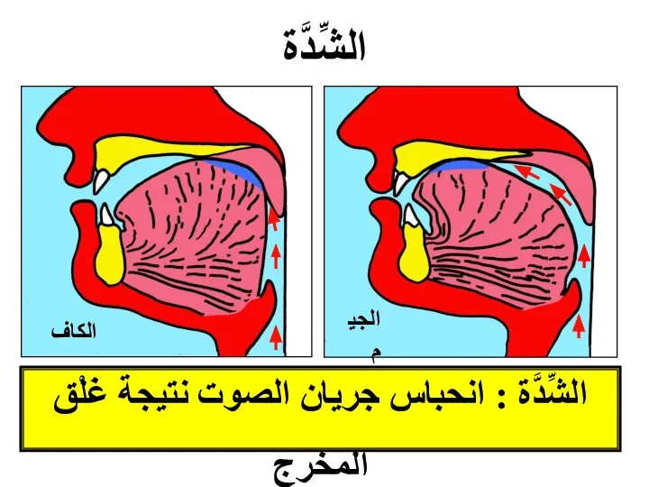 الشِّدَّة : انحباس جريان الصوت نتيجة غَلْق المخرج الشِّدَّة الكاف الجيم