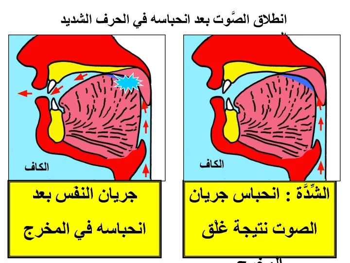 الشِّدَّة : انحباس جريان الصوت نتيجة غَلْق المخرج الكاف جريان النفَس