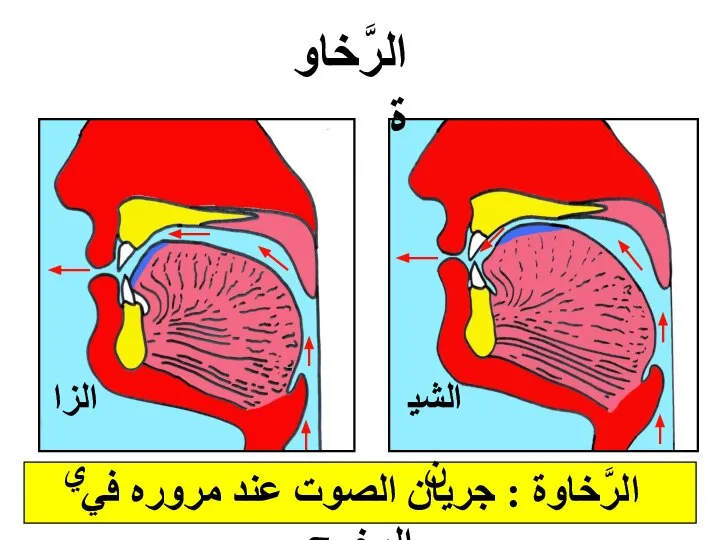 الرَّخاوة : جريان الصوت عند مروره في المخرج الشين الزاي الرَّخاوة