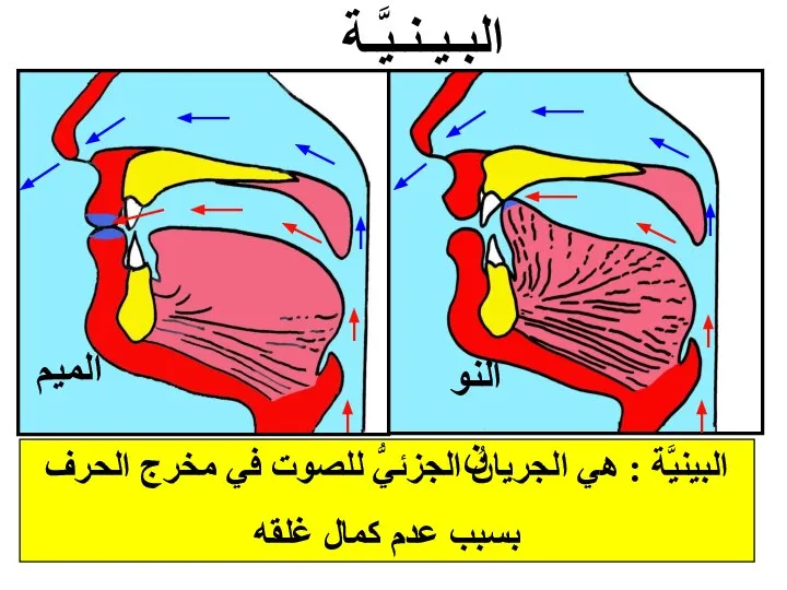 البينيَّة : هي الجريانُ الجزئيُّ للصوت في مخرج الحرف بسبب عدم كمال غلقه البـيـنـيَّـة النون الميم