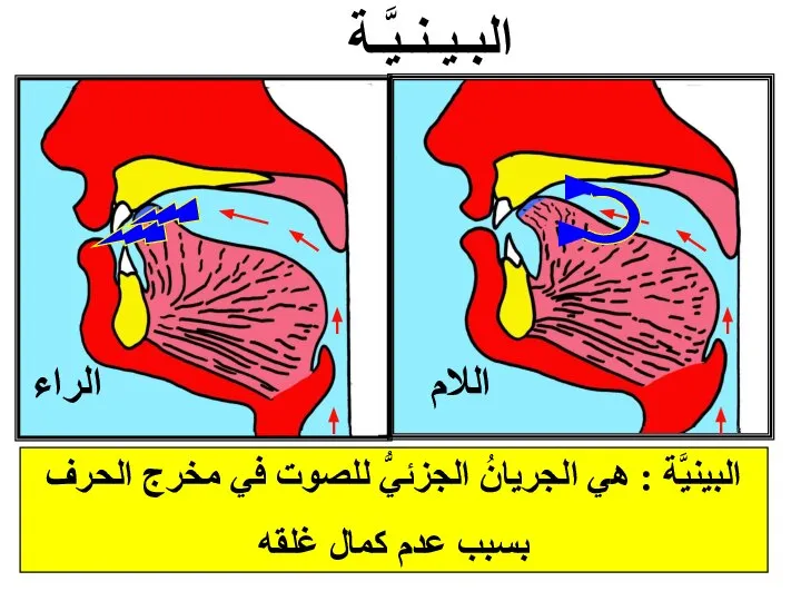 اللام الراء البـيـنـيَّـة البينيَّة : هي الجريانُ الجزئيُّ للصوت في مخرج الحرف بسبب عدم كمال غلقه