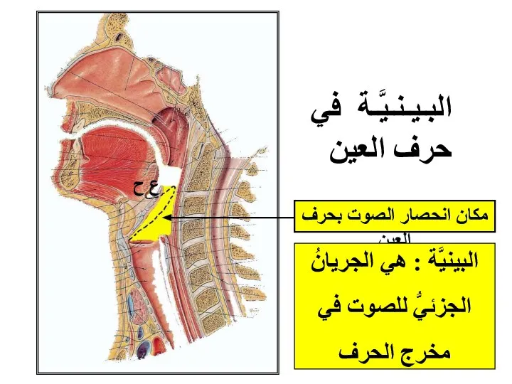 ع ح مكان انحصار الصوت بحرف العين البينيَّة : هي الجريانُ