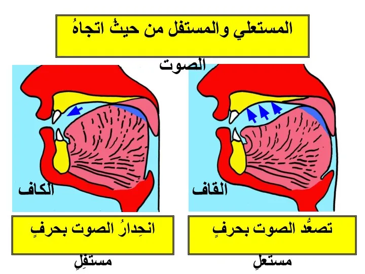 تصعُّد الصوت بحرفٍ مستعلٍ انحِدارُ الصوت بحرفٍ مستفِلٍ القاف الكاف المستعلي والمستفل من حيثُ اتجاهُ الصوت