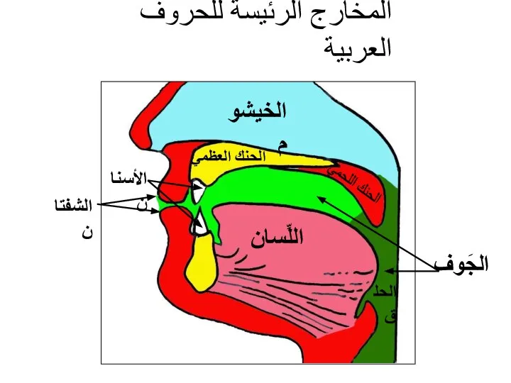 الخيشوم الحنك العظميّ الشفتان اللِّسان الحنك اللحميّ جَوف الفم جَوف الحلق