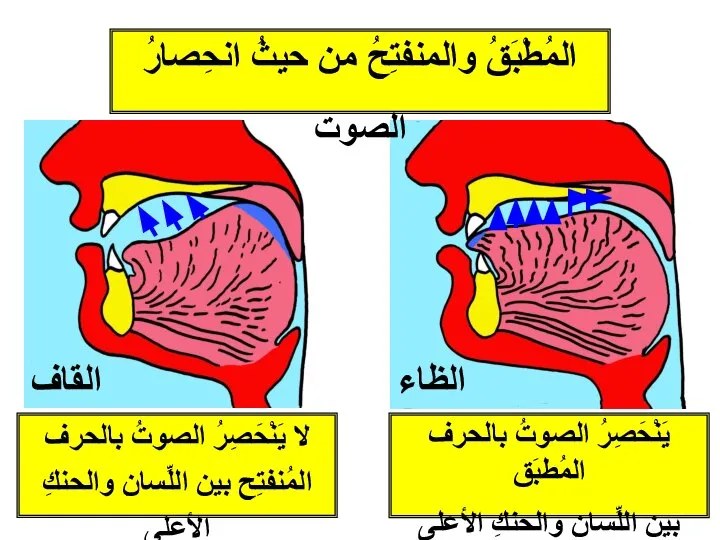 القاف يَنْحَصِرُ الصوتُ بالحرف المُطبَق بين اللِّسانِ والحنكِ الأعلى الظاء المُطْبَقُ