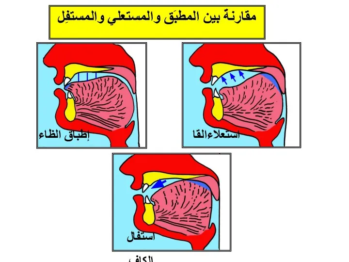 استعلاءالقاف إطباق الظاء مقارنةٌ بين المطبَق والمستعلي والمستفِل استفال الكاف