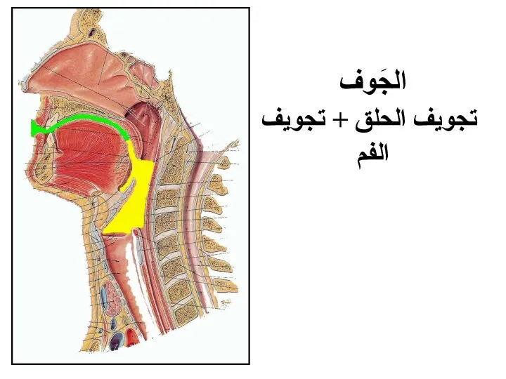 الجَوف تجويف الحلق + تجويف الفم