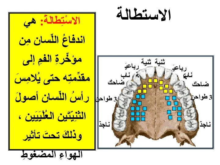 3 طواحن 3 طواحن ثنية ثنية رباعيَة رباعيَة ناب ناب ضاحك