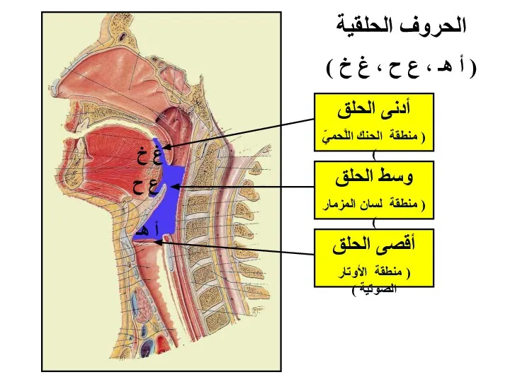 ع ح غ خ أ هـ أدنى الحلق ( منطقة الحنك