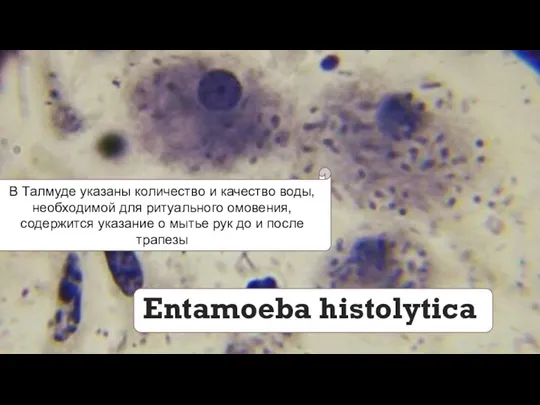 Entamoeba histolytica В Талмуде указаны количество и качество воды, необходимой для