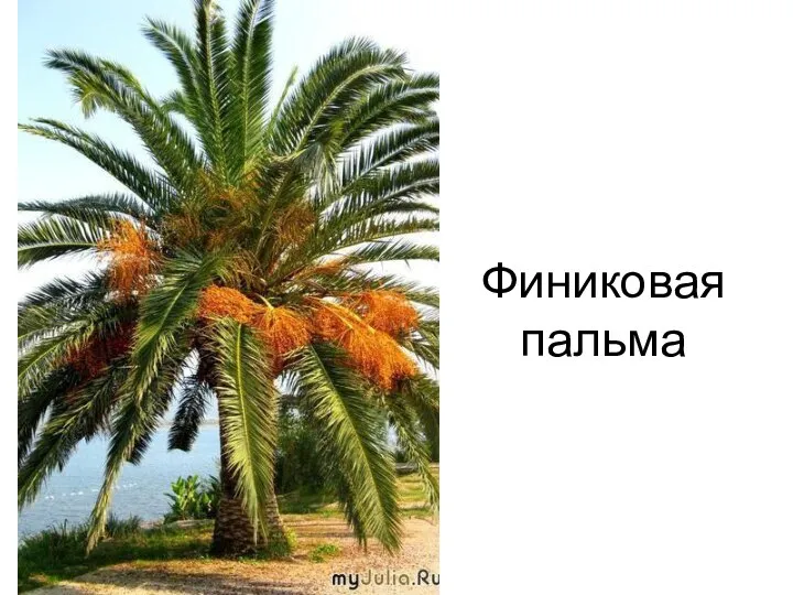 Финиковая пальма