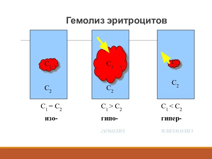 Гемолиз эритроцитов С1 С2 С1 С2 С1 С2 С1 = С2