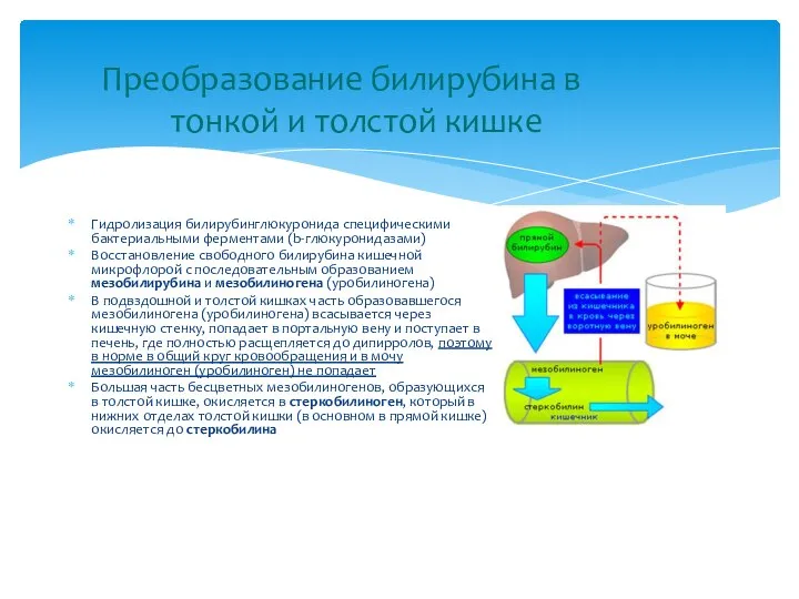 Гидролизация билирубинглюкуронида специфическими бактериальными ферментами (b-глюкуронидазами) Восстановление свободного билирубина кишечной микрофлорой