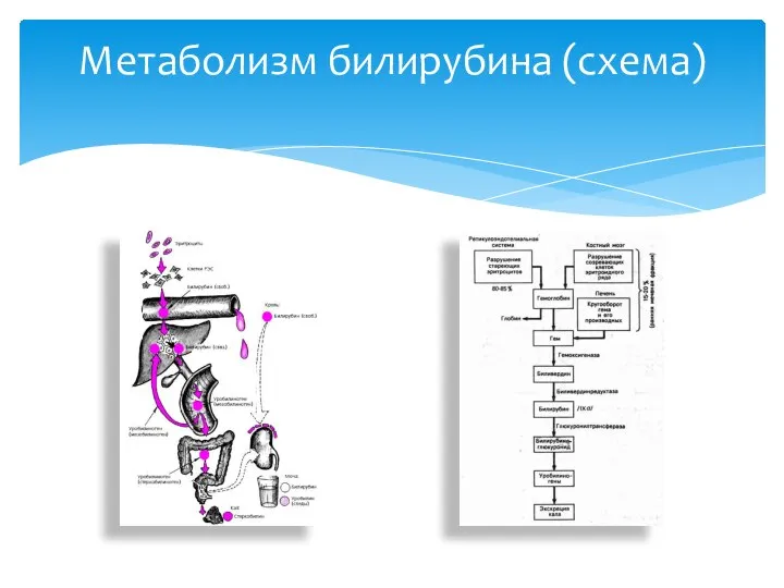 Метаболизм билирубина (схема)