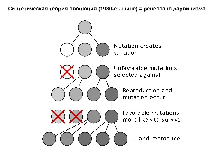 Синтетическая теория эволюция (1930-е - ныне) = ренессанс дарвинизма