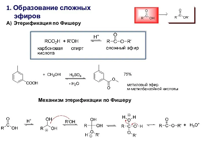 1. Образование сложных эфиров А) Этерификация по Фишеру Механизм этерификации по Фишеру