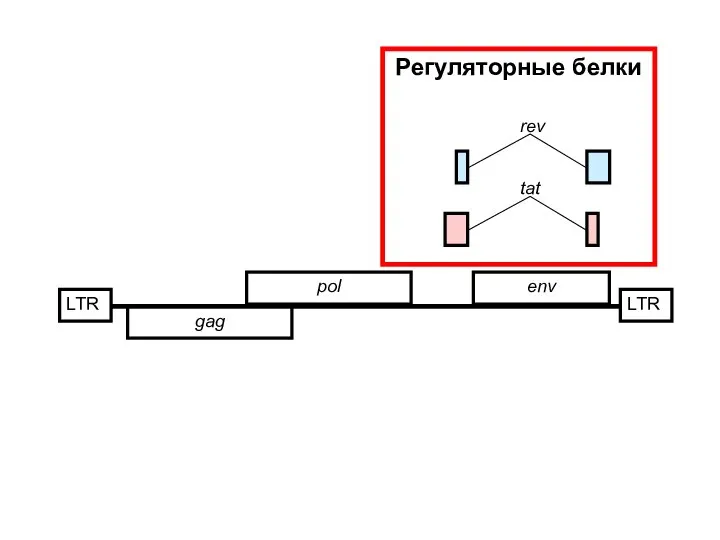 LTR gag pol env LTR tat rev Регуляторные белки