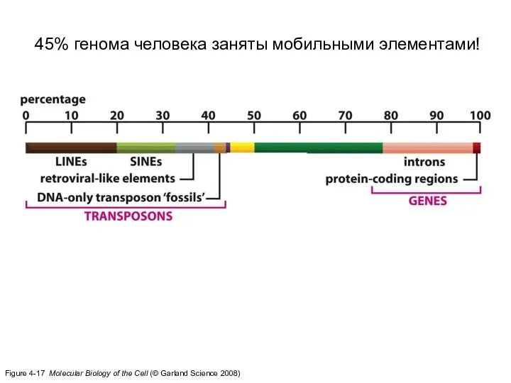 Figure 4-17 Molecular Biology of the Cell (© Garland Science 2008)