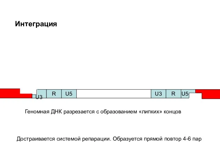 Интеграция U5 Геномная ДНК разрезается с образованием «липких» концов Достраивается системой