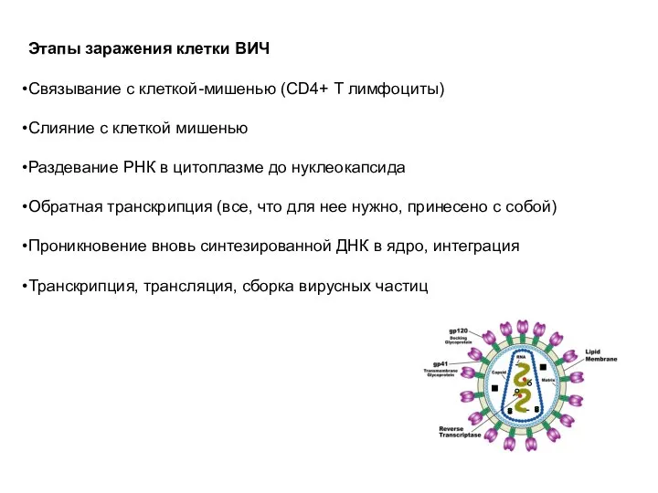 Этапы заражения клетки ВИЧ Связывание с клеткой-мишенью (CD4+ Т лимфоциты) Слияние