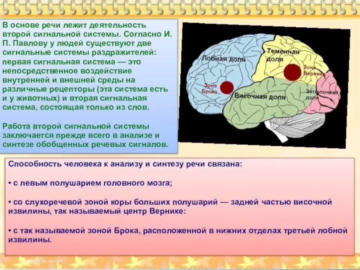 В основе речи лежит деятельность второй сигнальной системы. Согласно И.П. Павлову