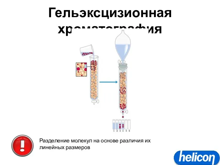 Гельэксцизионная хроматография Разделение молекул на основе различия их линейных размеров