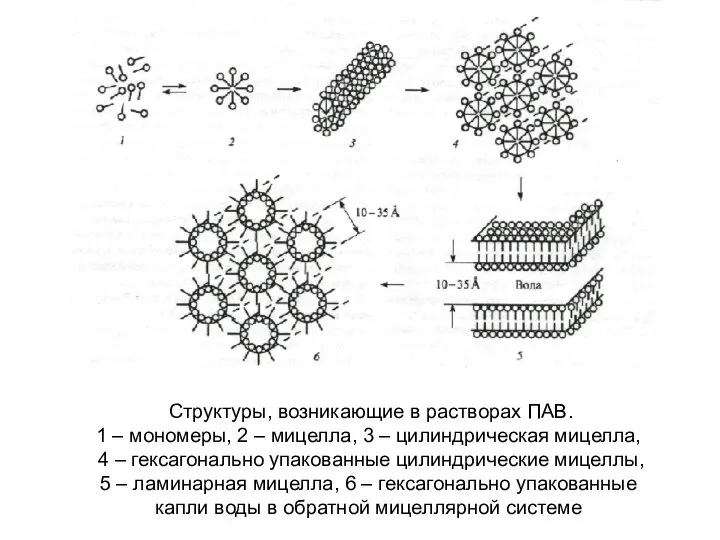 Структуры, возникающие в растворах ПАВ. 1 – мономеры, 2 – мицелла,