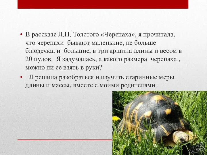 В рассказе Л.Н. Толстого «Черепаха», я прочитала, что черепахи бывают маленькие,