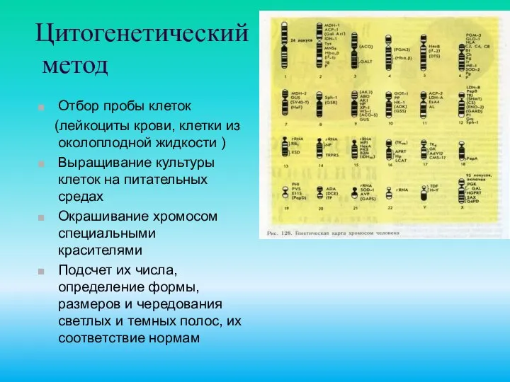 Цитогенетический метод Отбор пробы клеток (лейкоциты крови, клетки из околоплодной жидкости